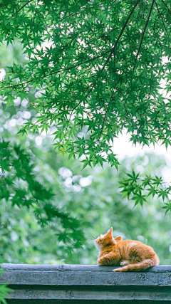 悠扬的云采集到风景