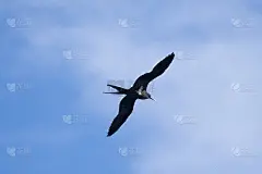 军舰鸟或者弗雷加塔·安德鲁。