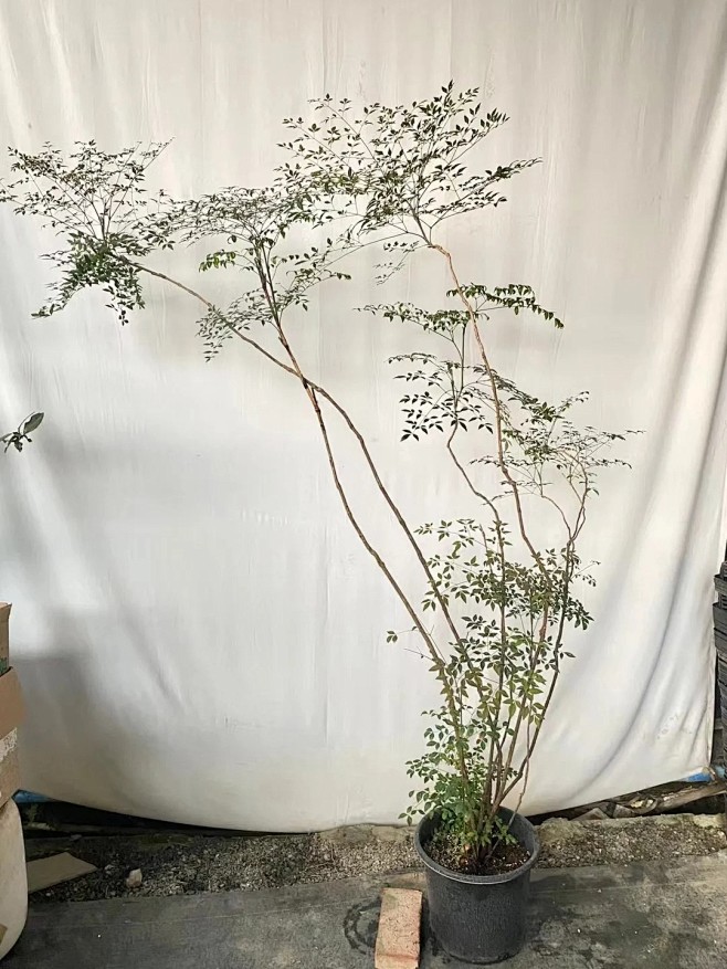 造型南天竹