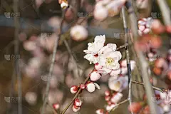 梅花