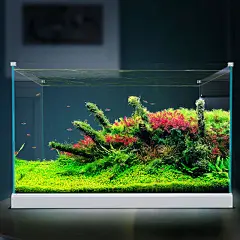 超白玻璃鱼缸水族箱 客厅小型生态草缸桌面造景金鱼缸家用