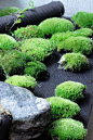 Pillow moss on Hygrolon self feed system | Flickr - Photo Sharing!