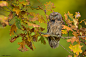 European Scops Owl by Milan Zygmunt on 500px