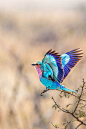 Lilac Breasted Roller in flight #鸟类#