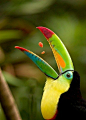 Toucan | Wings in the Garden: Bees, Birds and Butterflies | Pinterest