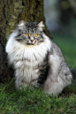 成年西伯利亚猫坐在花园里图片下载
