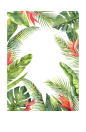 水彩 花圈 热带雨林 动物 植物 鸟类 烈火鸟 冰淇淋 PNG免抠图 card 2