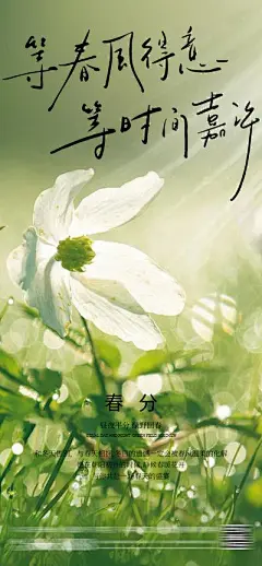 【南门网】广告 海报 二十四节气 春分 立春 春天 鲜花 简约 高级
