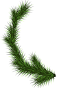 绿色植物绿色针叶松针松树枝