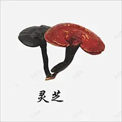 灵芝 创意素材