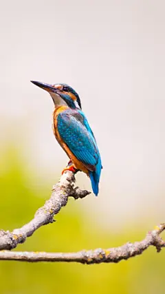 早起的鸟儿有虫吃
更新壁纸| 早安各位宝宝 ​​​​