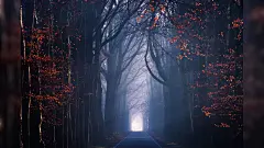 Mac动态壁纸-优美森林公路mac动态壁纸- Mac下载