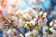 暖春景色花卉春景晴天蝴蝶花朵图片摄影图