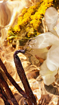 Discover Bosca Vanilla Forte, the new intensely woody Eau de Parfum from the Aqua Allegoria Forte Collection. “Nature has always offered perfumers an incredible diversity of woody notes. I wanted to work with a wood that existed only in my memories.” - De