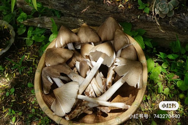鸡枞菌 (2)