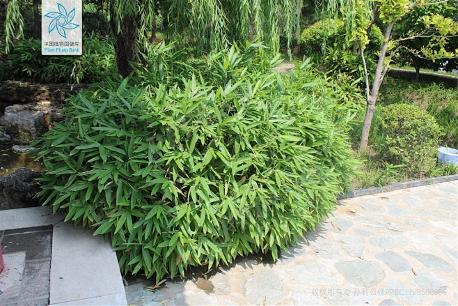 阔叶箬竹 Indocalamus latifolius (Keng) McClure 中国植物图像库-花瓣网