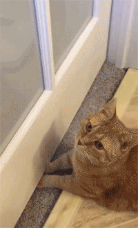 猫咪把手手塞在门缝后突然吓到跳起来，因为...