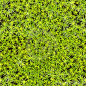 Seamless texture - marsh moss