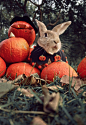 halloween兔子与南瓜 - 万圣神怪出没
