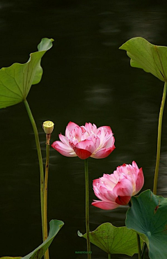 ∞彩虹糖采集到花花世界