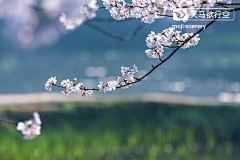 墨迹时景么么哒采集到花