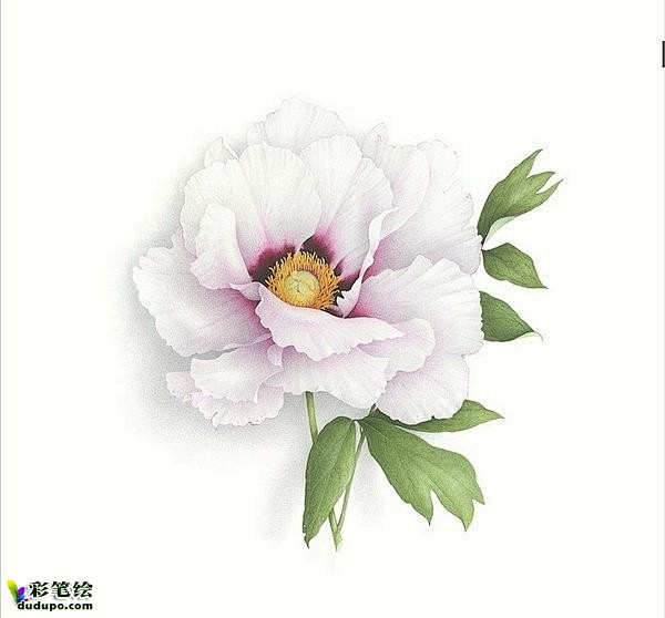 彩铅花卉欣赏|彩铅画牡丹-彩笔绘 - d...