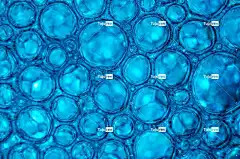 气泡 肥皂泡 全高清壁纸 蓝色的 Mac壁纸 壁纸4K