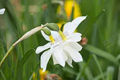 水仙花4k壁纸 【酷图网】水仙花,花,水仙,花朵,花卉,植物,花草,花朵高清,72DPI,TIFF,桌面,高清壁纸,壁纸,拍摄,摄影