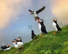 在法罗群岛的麦金斯岛的悬崖上，大西洋海雀在空中降落和起飞的惊人照片