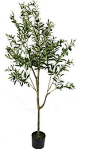 New UNIQUE FOREST ARTS 6-Feet Olive Silk Tree,Artificial Silk Plant,Artificial Tree Green (6-Feet Olive Tree). Home Decor [$169] from top store chicprettygoods