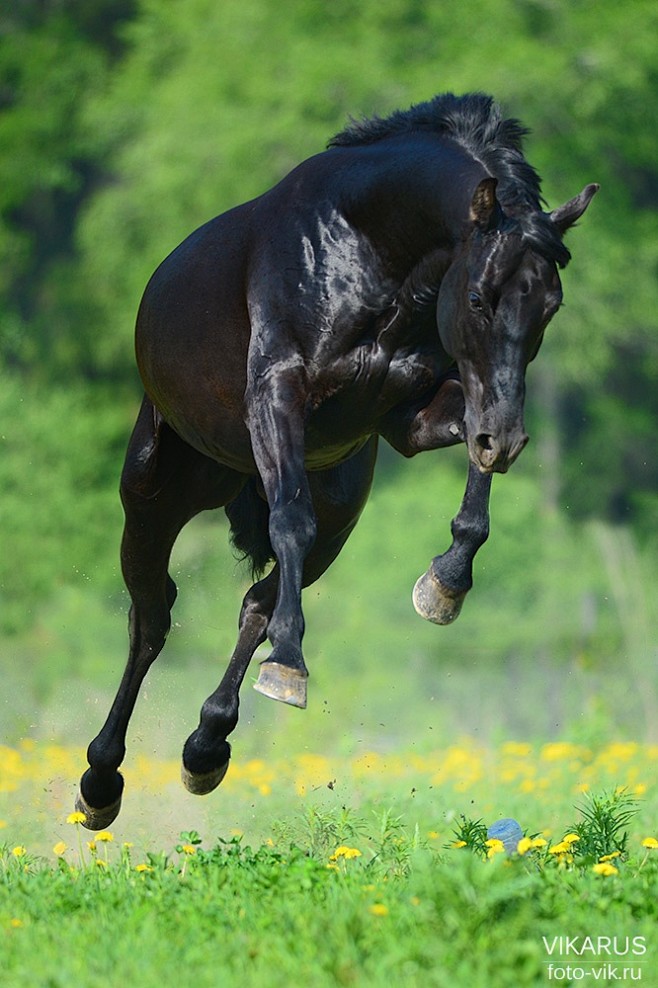 ☀ . | Equine Beauty