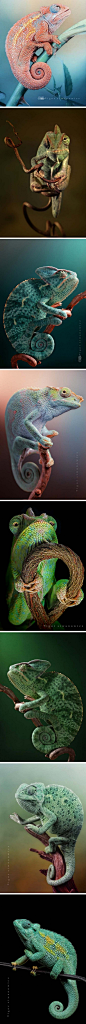 Astounding Chameleon photography