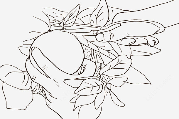 摘果 摘果手绘 陈皮工艺 陈皮工艺制作 黑白插画 元素 免抠png 设计