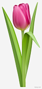 郁金香花素材郁金香花|郁金香花|郁金香|花|花卉|鲜花|春意|花朵|粉色郁金香|鲜花郁金香|花草|郁金香|郁金香花素材|五颜六色郁金香|郁金|丁香花绿叶|郁金香植物|手绘蓝色丁香花|郁金香节|手绘丁香花|丁香花|白丁香花|郁金花|香花|一瓶郁金香|花束郁金香|郁金香盆栽|粉色郁金香|虞美人|郁金香|郁金香矢量图|心型丁香花