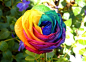彩虹玫瑰
花语:浪漫、梦幻、幸福、开心、华丽与高贵
“彩虹玫瑰”由白玫瑰变化而来，具体的培育方法是用长维德拉”（Vendela）玫瑰混放在各种食用染料的水中，玫瑰的茎部吸收这些染料，通过自然生长传送并显现在花瓣上。这就使得花瓣颜色发生变化。彩虹玫瑰的独特之处在于发明者设法将其中一些花瓣染色，比如，黄色，同时将其他花瓣染成其他不同颜色，比如蓝色、橙色或者淡紫色。甚至还有可能在花朵中呈现渐变色彩，并呈扇形展开。这些技术造就了独特、多彩、令人愉悦的彩虹玫瑰。（荷兰园艺师彼得-范德维肯）