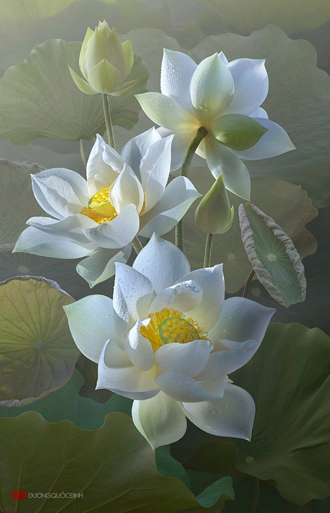 Lotus by duongquocdi...