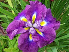 【三色堇】花语：

三色堇：美丽的红色花卉，花语是‘思虑’，属性火。

黄色三色堇：有着黄色花瓣的三色堇，花语是‘忧喜参半’，属性土。

紫色三色堇：有着紫色花瓣的三色堇，花语是‘沉默不语’，属性暗。
 #采集大赛# #花语#