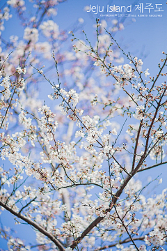 qingsan采集到花卉