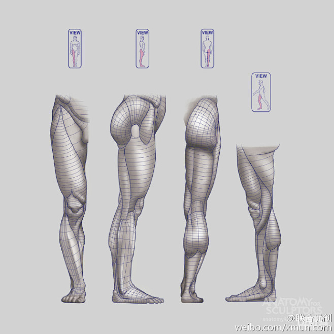#优动漫好料推荐# 【腿的结构与肌肉量】...