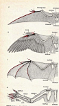 Wing bone references. From Tumblr. Original artist unknown.: Wing bone references. From Tumblr. Original artist unknown.