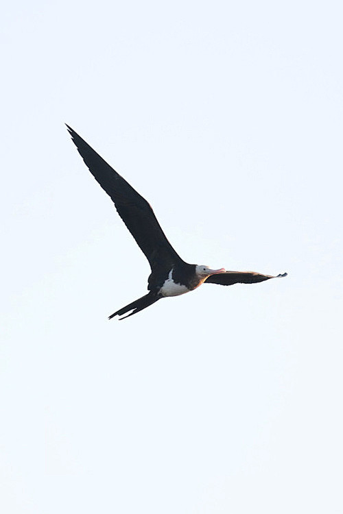 鲣鸟目军舰鸟科军舰鸟属黑腹军舰鸟