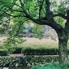 上次传了一些灵隐周围的照片，没想到大家都很爱这片美景。今日又去天竺路吃素食，然后一直漫步至法云古村。这里的村落保存的完好，山泉水清澈见底。喜欢的朋友一定来这段路走走，定会爱上这片宁静深邃的绿。-万物静默如初