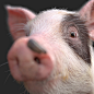 cg动物—猪 | 来自 iolacathern-CG99(cg99.cn)