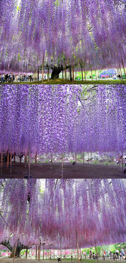日本足利紫藤园中最大的一棵紫藤树花开。像...