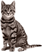 可爱的猫猫PNG小猫咪