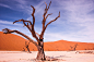 800 year old tree by Jaco Hoffmann on 500px