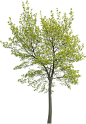meye acer platanoides cut out tree in png