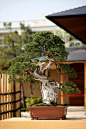 The Omiya Bonsai Art Museum #1 | Flickr - Photo Sharing!