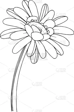 非洲雏菊,植物学,黑色,铅笔,壁纸,植物群,春天,乡村风格,花