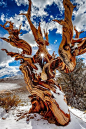 Ancient Bristlecone Pine, The Sierra Nevada, California | Cool Places: